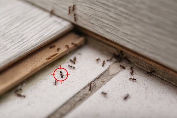 Best Pest Inspection Near Me  in Pollock Pines, CA