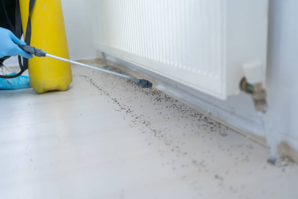 Best Rat Extermination Near Me  in Pollock Pines, CA